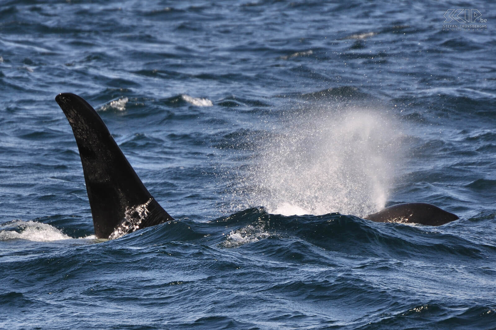 Telegraph Cove - Orca Orca (Killer whale/Orcinus orca) Stefan Cruysberghs